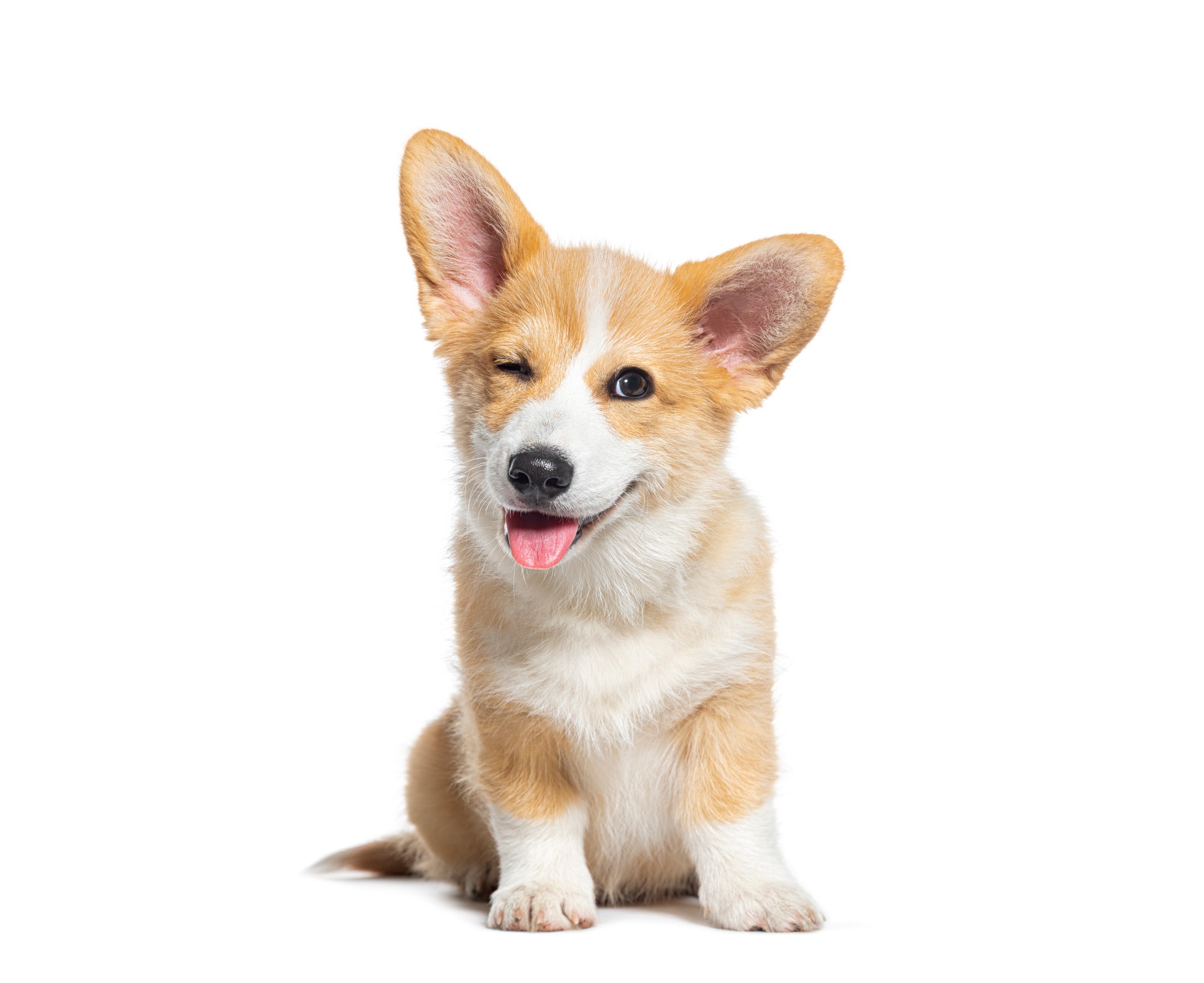 happy Puppy Welsh Corgi 14 Weeks old, dog winking, panting and sitting isolated on white